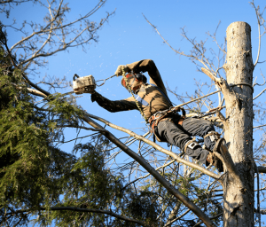 Man with chainsaw cutting branches on tree